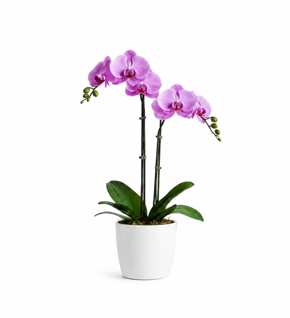 Blushing Elegance Orchid Duo