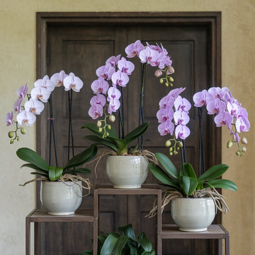 Orchids