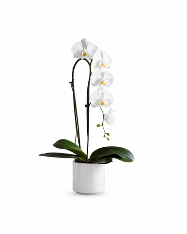 Timeless Grace White Orchid