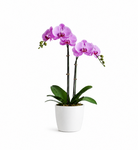 Blushing Elegance Orchid Duo