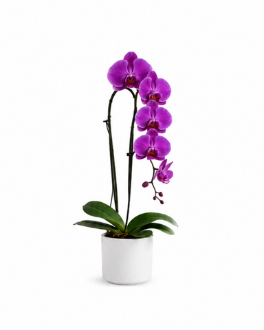 Majestic Purple Bloom