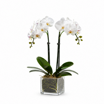 Double Delight Orchid