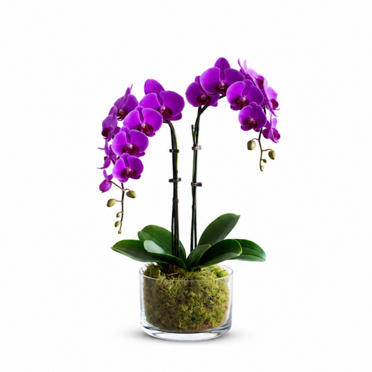Royal Charm Orchid