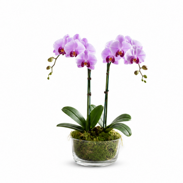 Blush Elegance Double Orchid