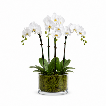 Elegant Quartet Orchid Display