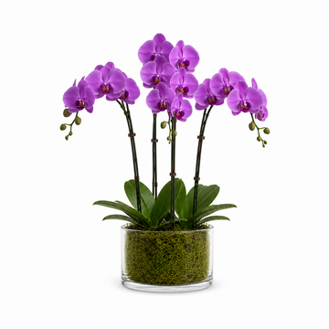 Violet Radiance Orchid