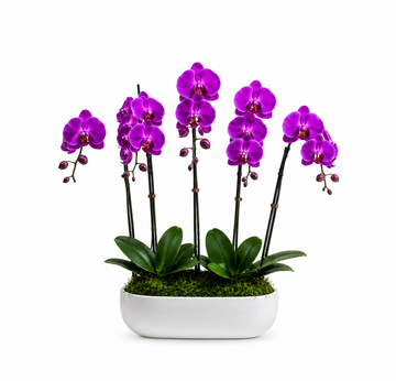 Regal Purple Five