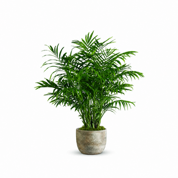 Paradise Palm
