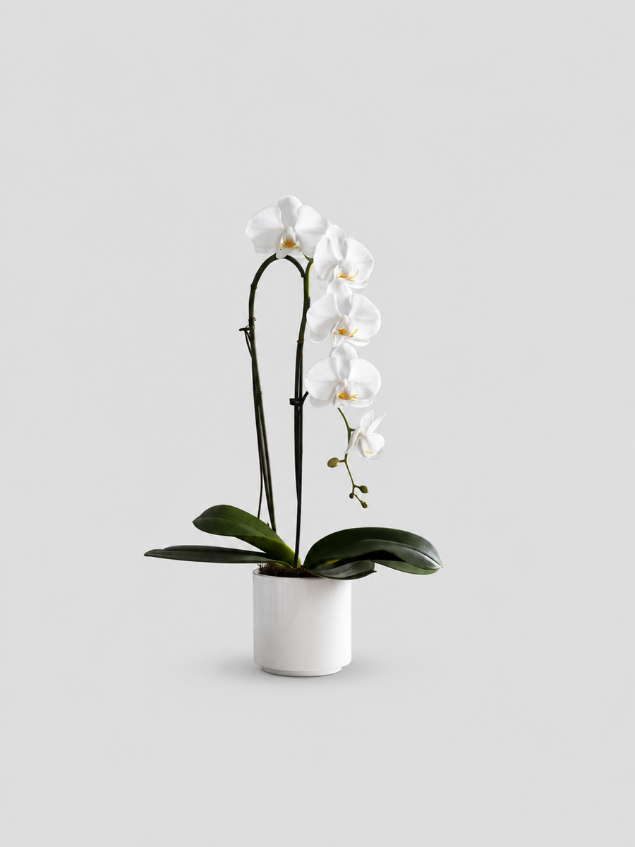 Orchids