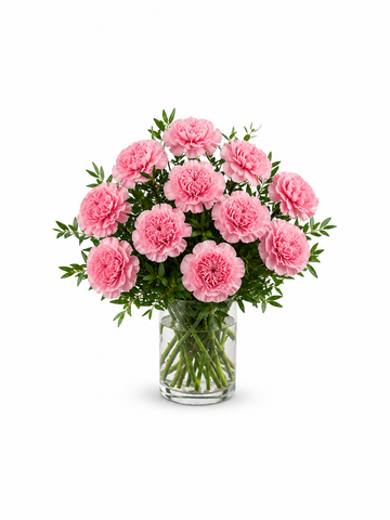Radiant Hot Pink Carnations - Set of 12