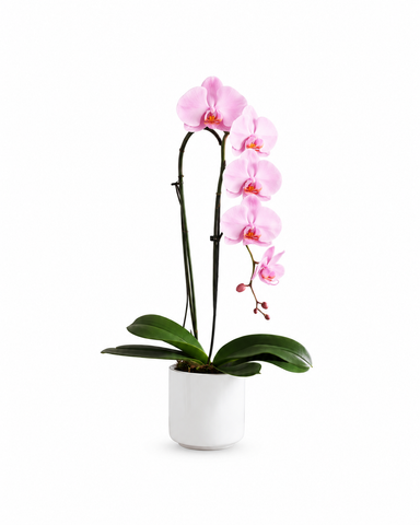 Blush Elegance Orchid