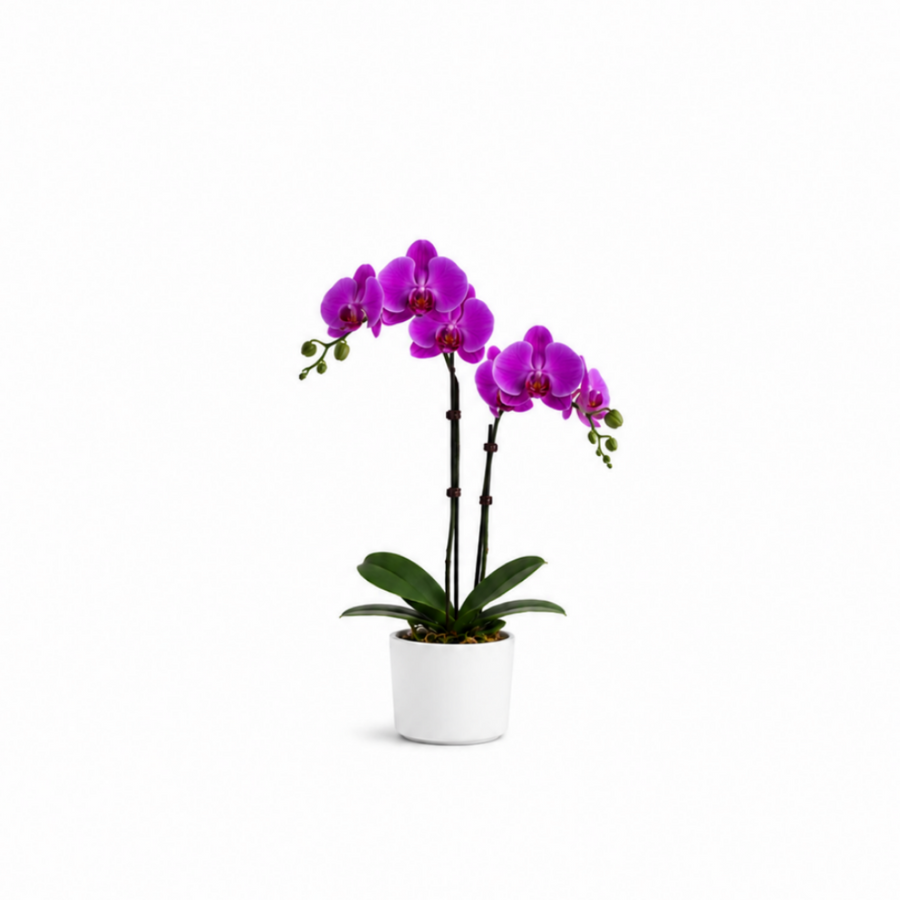 Orchids