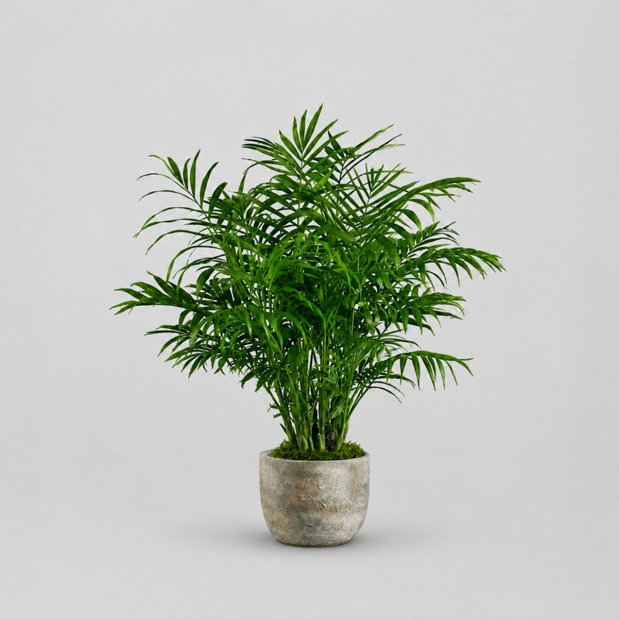 Green Plants