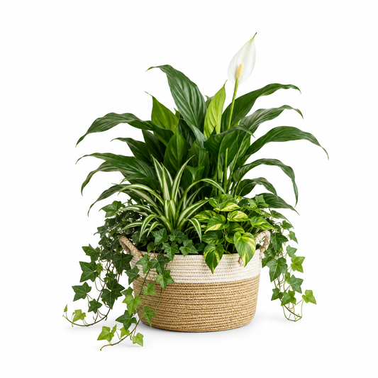 Harmony Haven Plant Basket