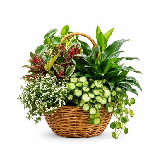 Verdant Oasis Plant Basket