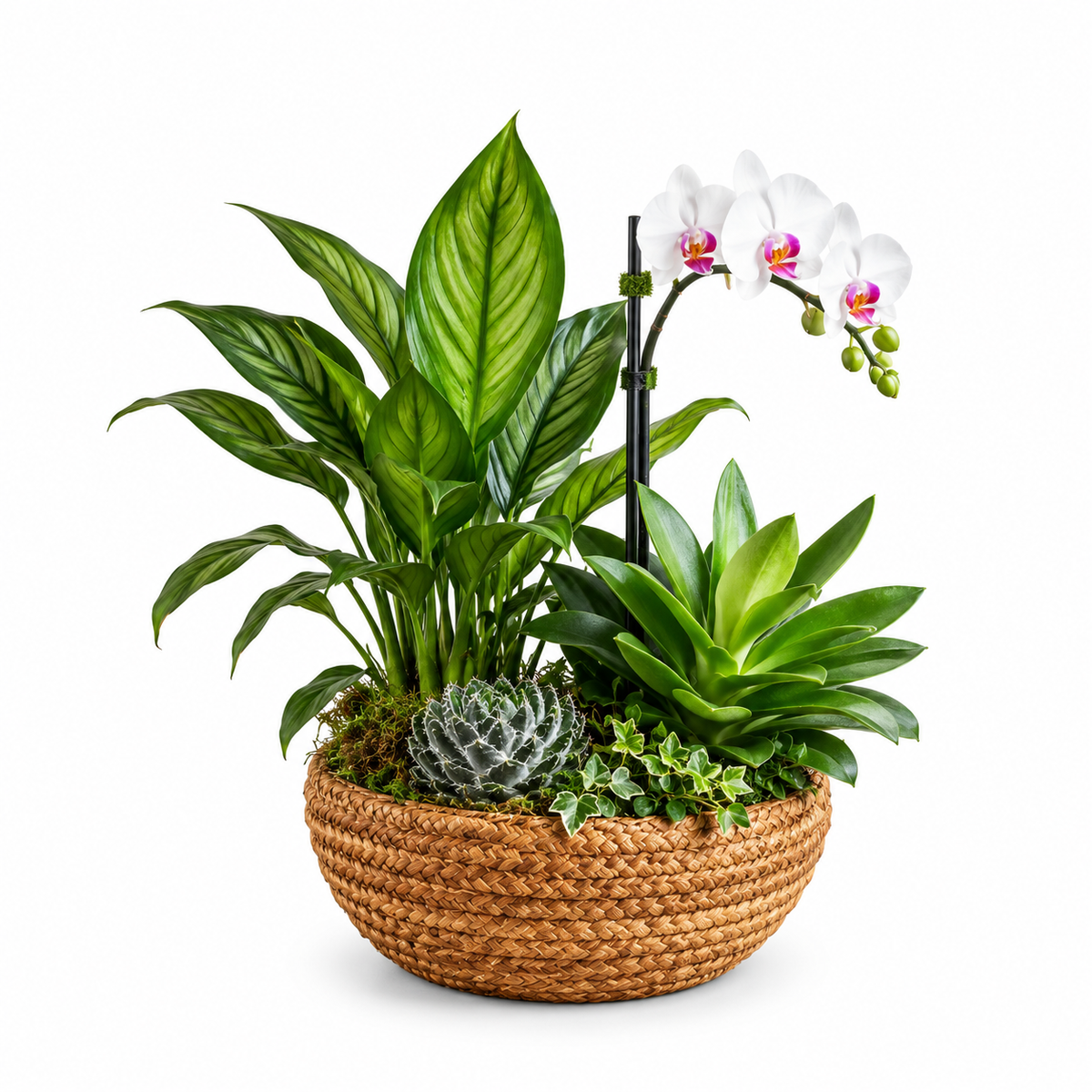 Elegant Fusion Plant Basket